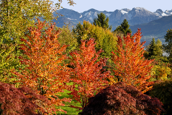 Herbstfärbung von Cercidiphyllum