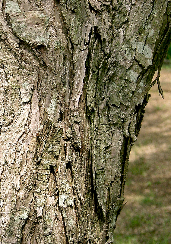 Schuppig abblätternde Borke.