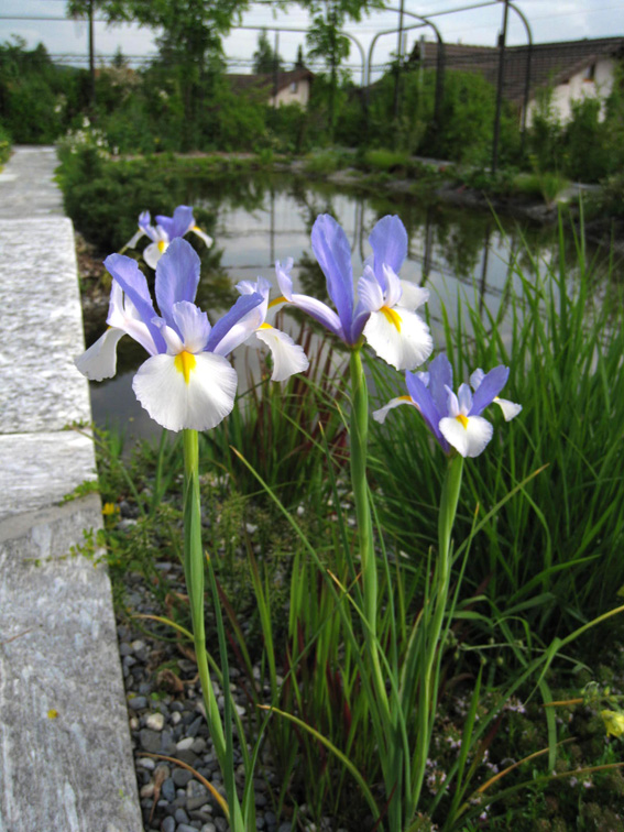 Iris x hollandica (Holländische