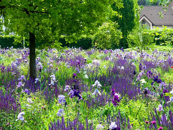 Die Iris-Aster-Wiese im Ziegeleipa