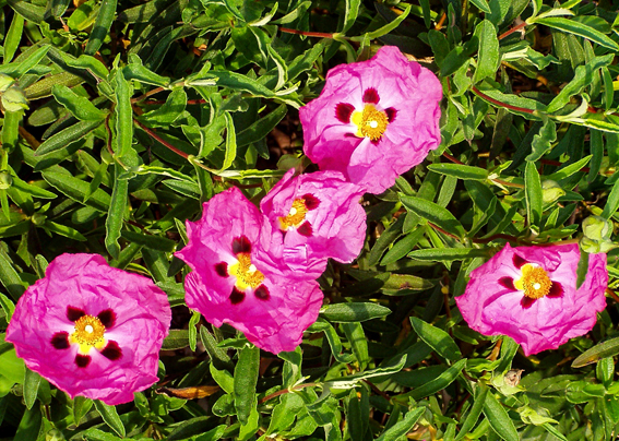 Zistrosen (Cistus x purpureus)