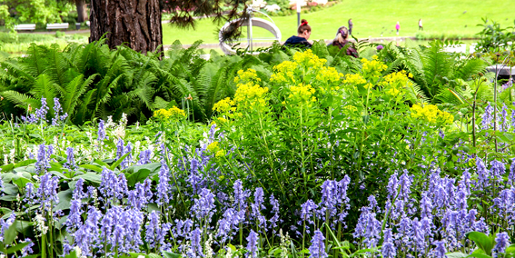 Die Prärielilie (Camassia