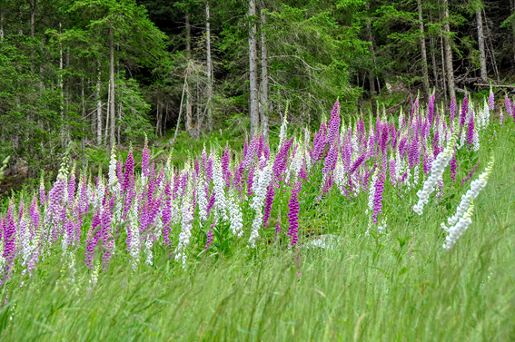 CR-Stratege Digitalis purpurea