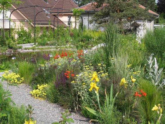 Kiesgarten mit Iris Barbata-Elatio