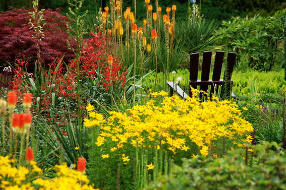 Kniphofia uvaria, K. Hybride