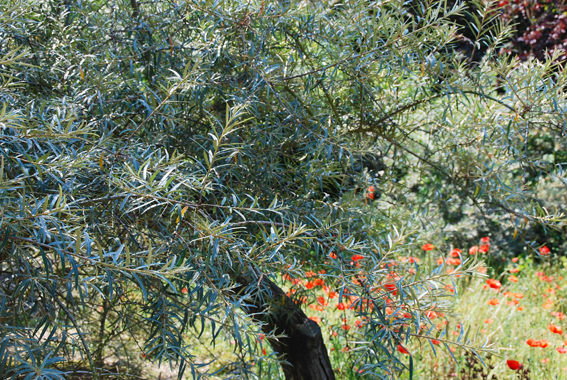 Sanddorn (Hippophae rhamnoides)