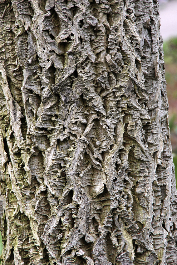 Das braungraue Rautenmuster