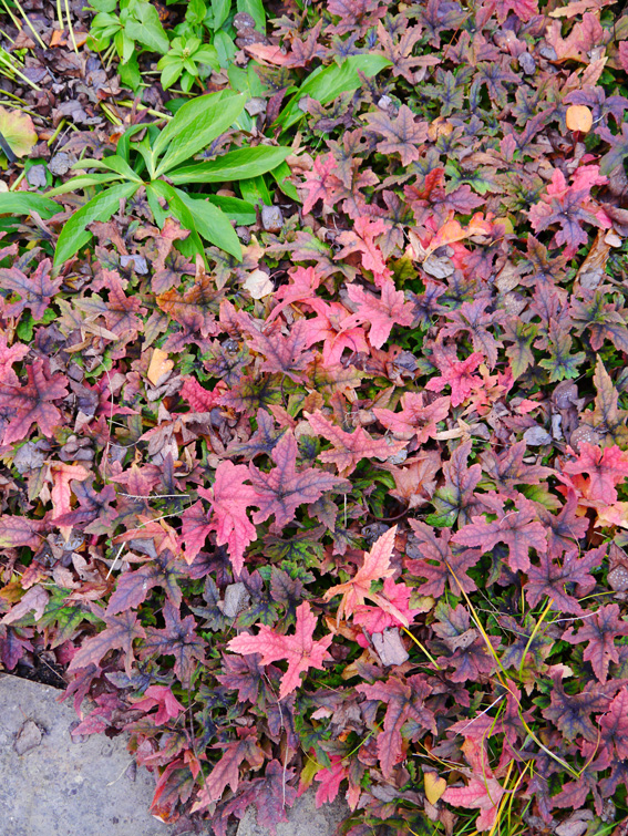 Tiarella als prächtiger