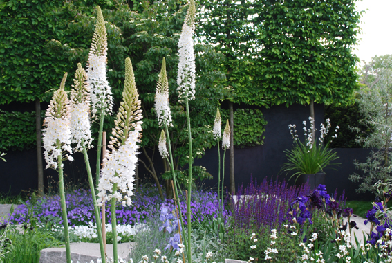 Eremurus himalaicus zwischen