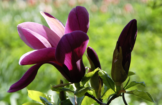 Magnolia stellata ’Susan’