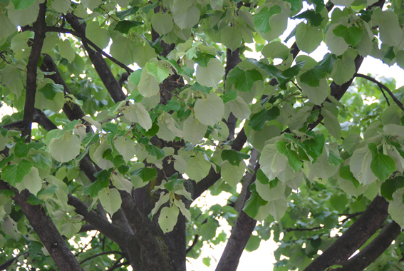 Kaiserlinden (Tilia europaea