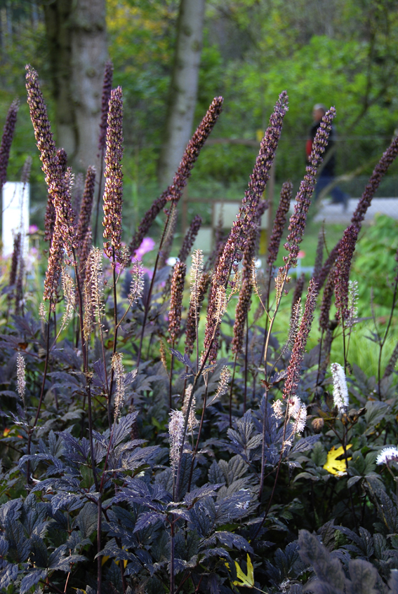 Cimicifuga ramosa ‘Brunette’