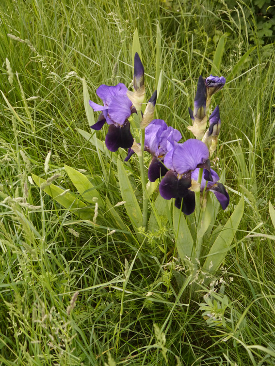 Iris-germanica-Gruppe, am