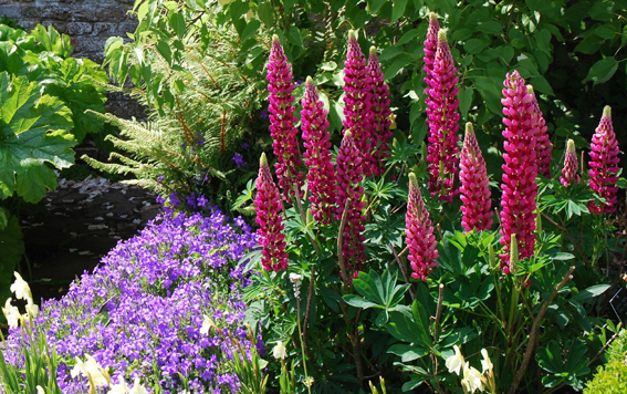 Staudenlupine (Lupinus-Polyphyllus