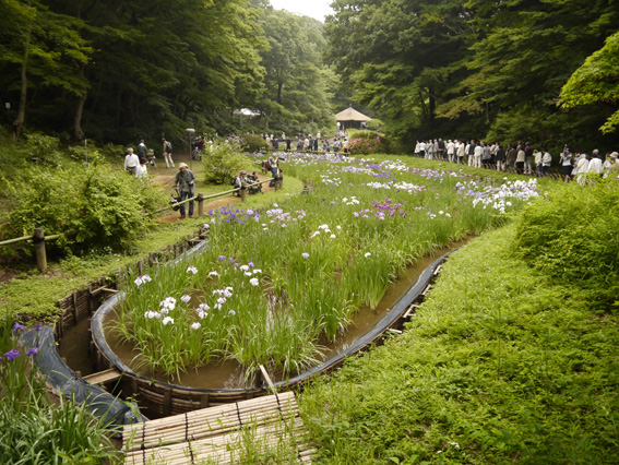 Das Iristal in Meji-Jingumae,