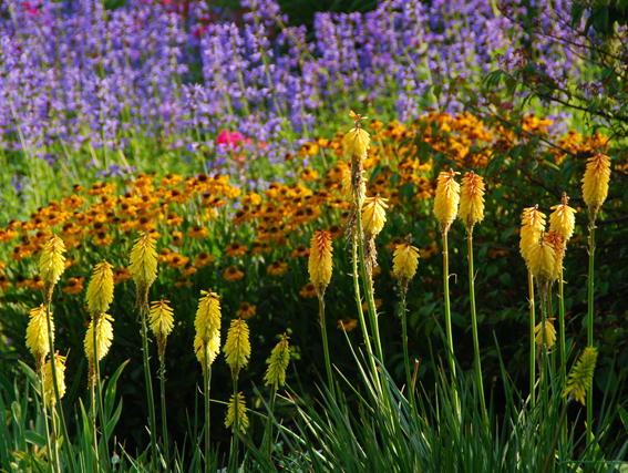 Kniphofia- ’Limelight’,