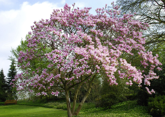 Magnolia ‘Heaven Scent‘