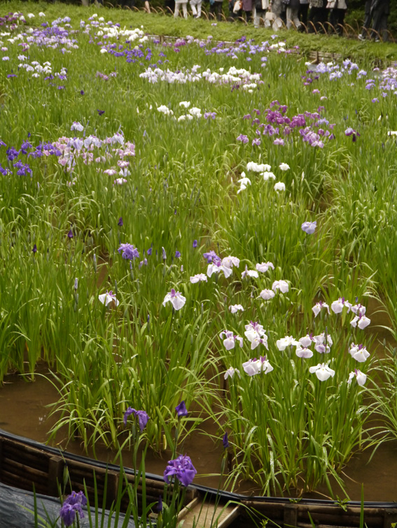 Iris ensata in Meji-Jingumae: