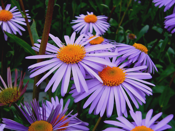 Aster tongolensis ‘Wartburgstern