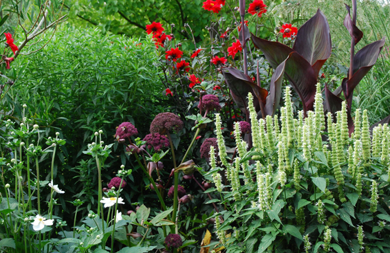 Agastache urticifolia, Angelica