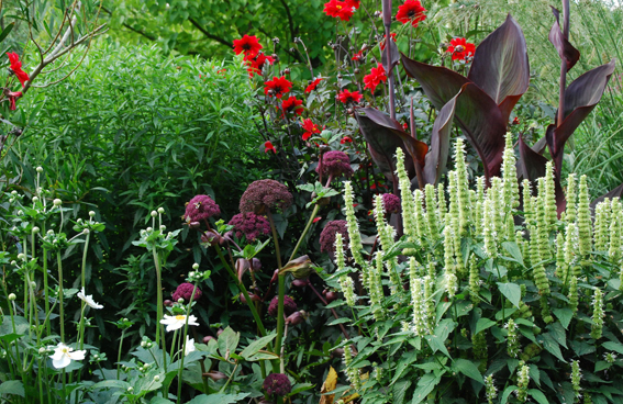 Mexiconessel (Agastache urticifoli