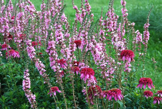 Blutweiderich (Lythrum salicaria