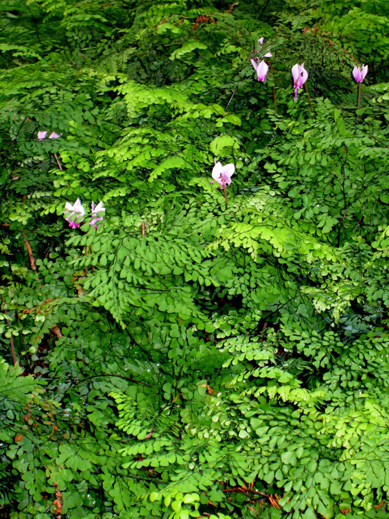 Adiantum vernustum mit  Cyclamen