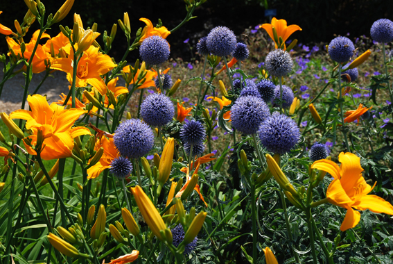 Kugeldistel (Echinops bannaticus