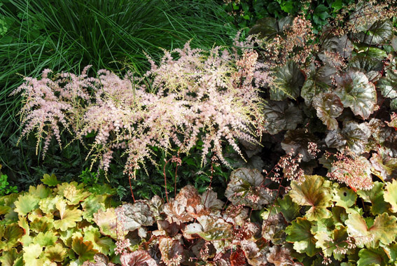 Die Zwerg-Prachtspiere (Astilbe