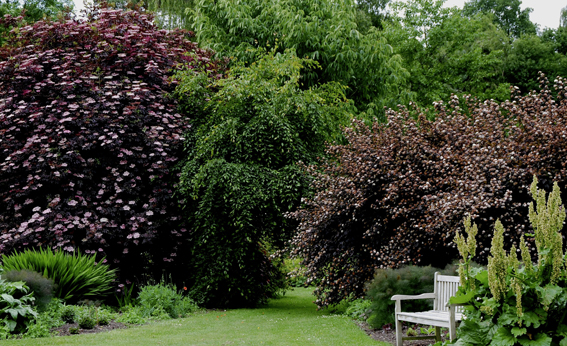 Schwarzer Holunder (Sambucus