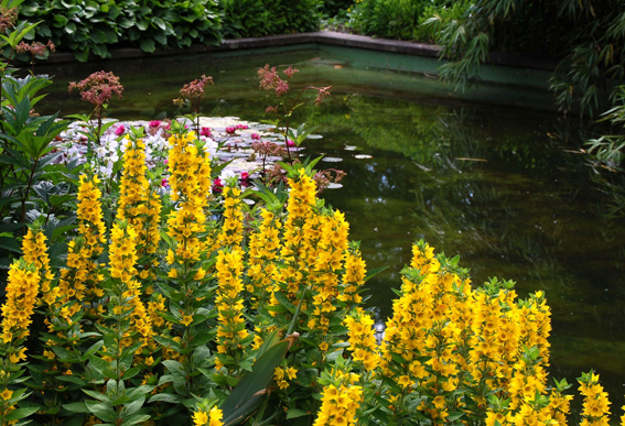 Gold-Felberich (Lysimachia