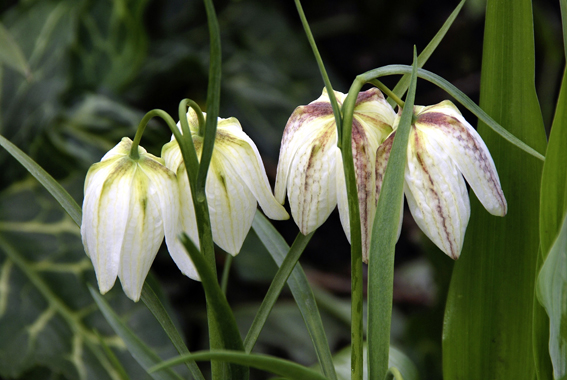 Die wüchsige Auslese Fritillaria