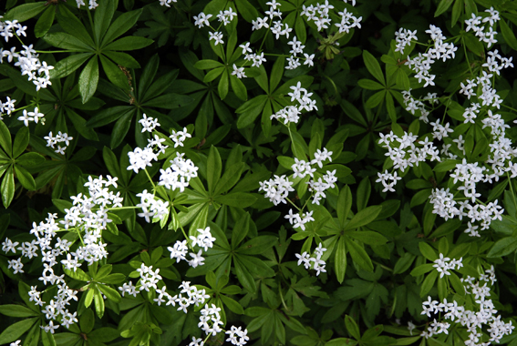 Waldmeister (Galium odoratum)