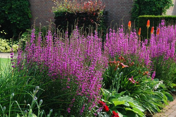 Blutweiderich (Lythrum salicaria).