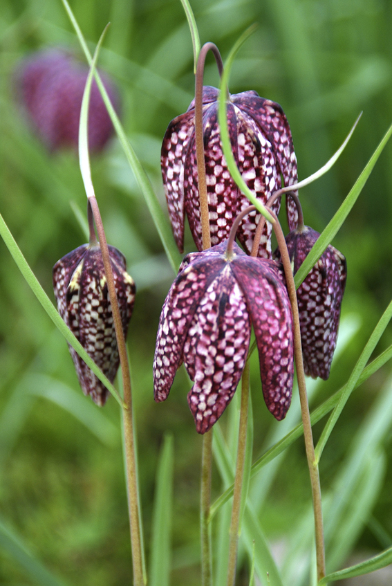 Fritillaria meleagris mit