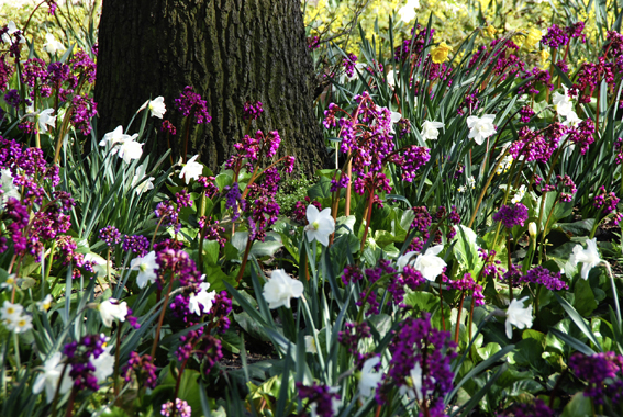 Bergenien (Bergenia-Hybride