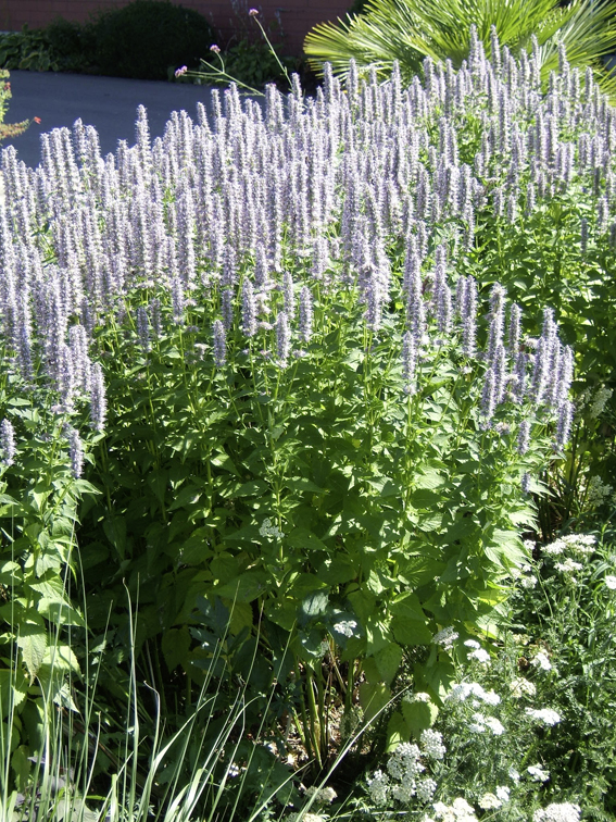 Sind Duftnesseln (Agastache