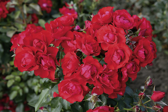 'Black Forest Rose' (Kordes,