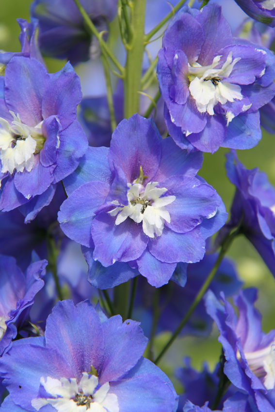 Delphinium ‘Jupiter Blue’