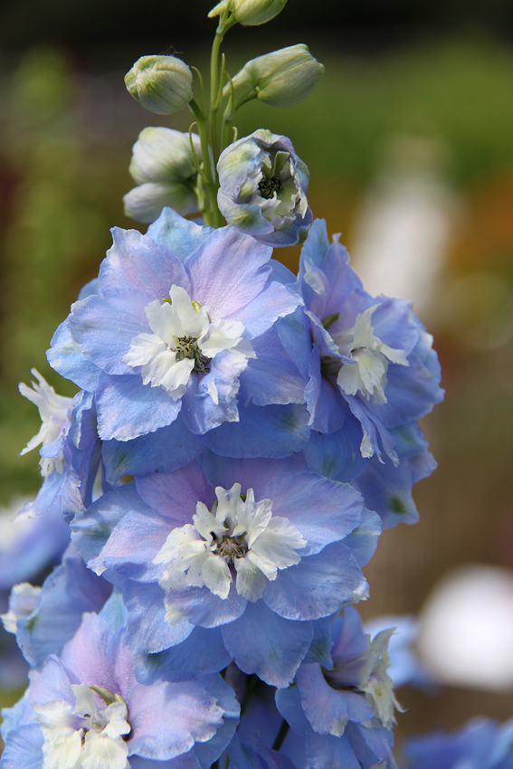 Delphinium ‘Jupiter Sky