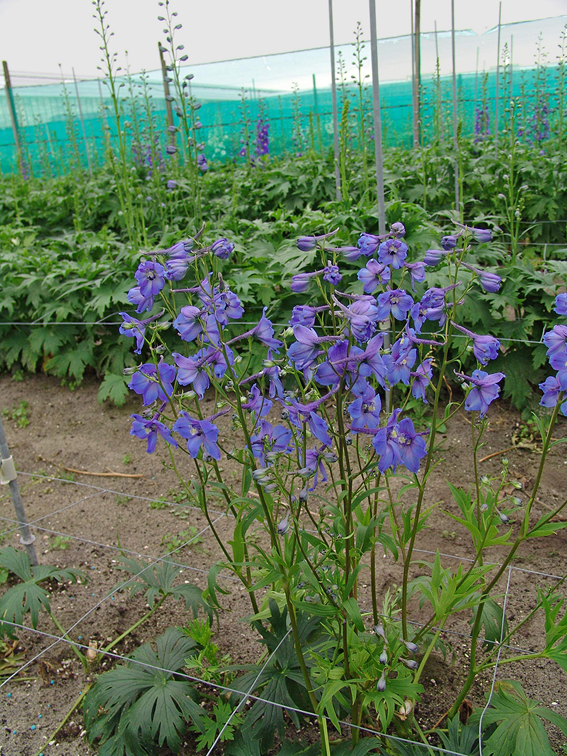 Delphinium ‘Piccolo’