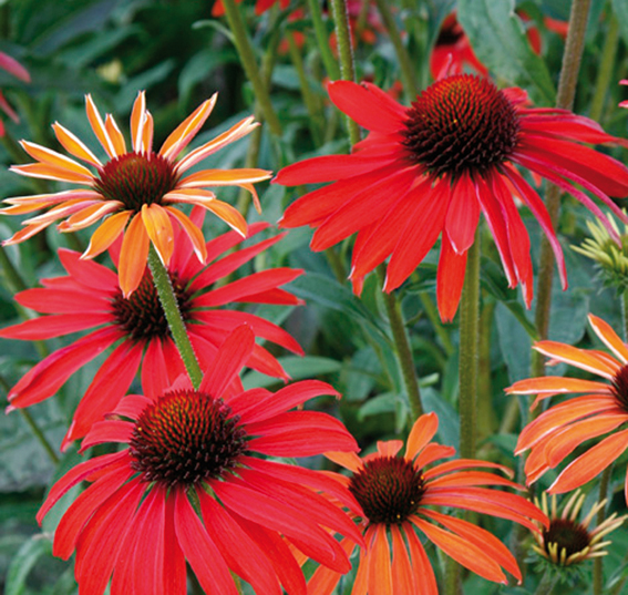 Echinaceae ‘Hot Summer’.