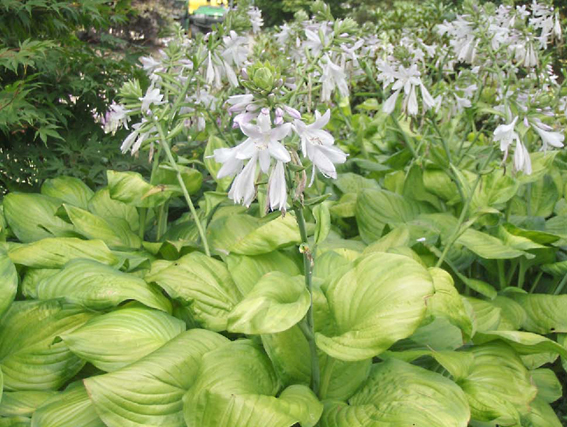 Hosta ‘Guacamole’.