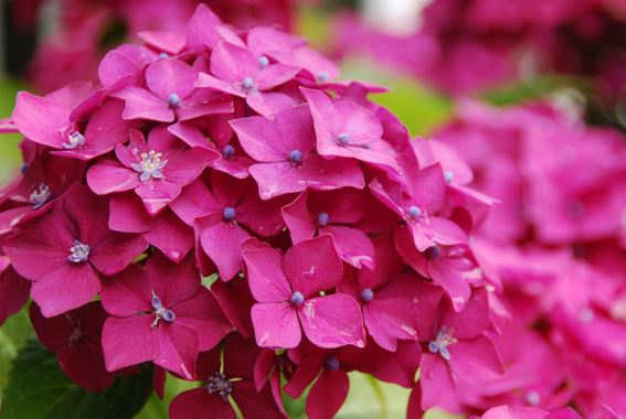 Hydrangea macrophylla ’Bouquet