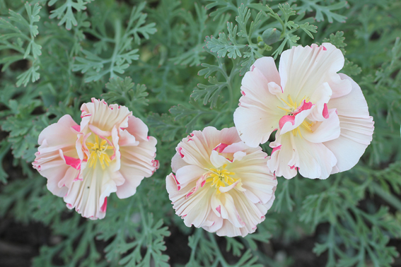 Eschscholzia ‘Thai Silk