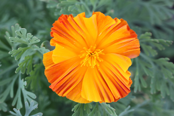 Eschscholzia ‘Ballerina’. 