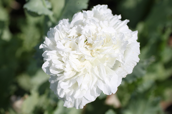 Papaver somniferum ‘Ou