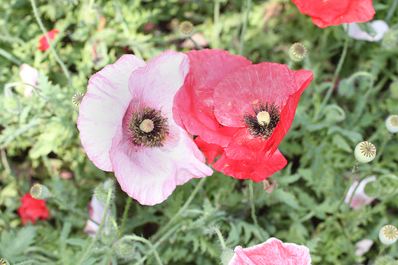 Papaver rhoeas ‘Cedric