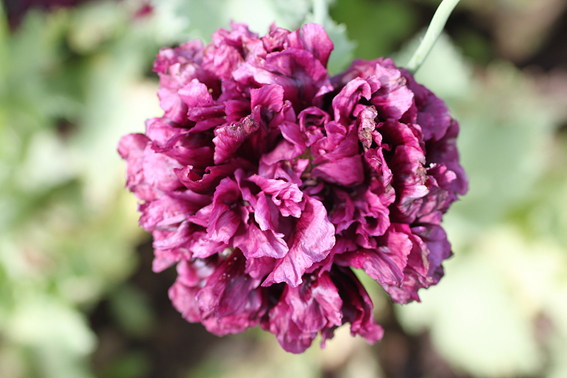 Papaver sominiferum ‘Black