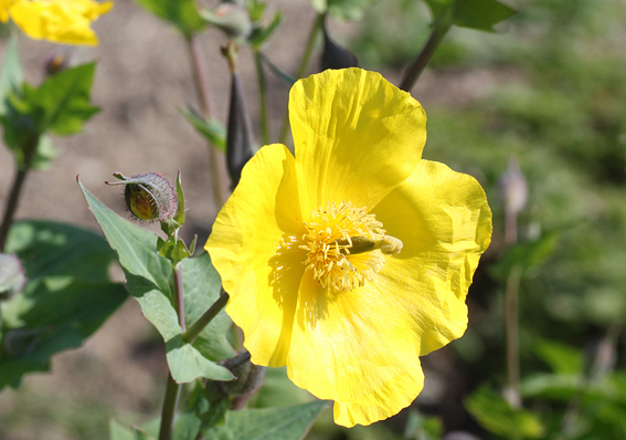 Der Asiatische Hornmohn,